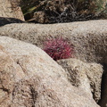 rock-formations-and-Ferocactus-button-Hidden-Valley-Joshua-Tree-2012-03-15-IMG 1211