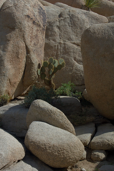 rock-formations-and-cactus-Barker-Dam-Joshua-Tree-2012-03-16-IMG_4579.jpg