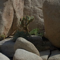 rock-formations-and-cactus-Barker-Dam-Joshua-Tree-2012-03-16-IMG 4579