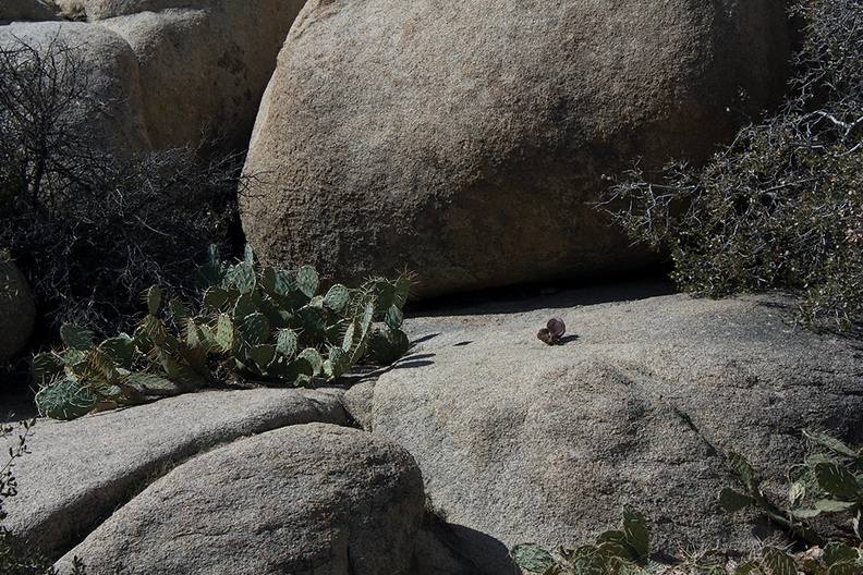 rock-formations-and-cactus-Barker-Dam-Joshua-Tree-2012-03-16-IMG_4582.jpg