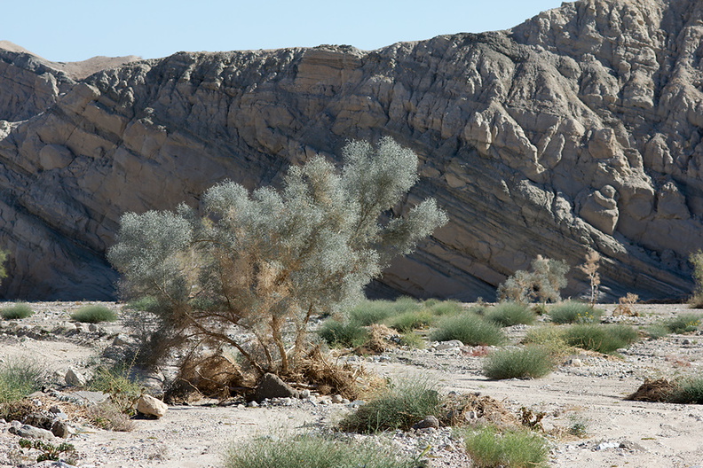 sedimentary-rocks-new-wash-Box-Canyon-2012-03-14-IMG_4355.jpg