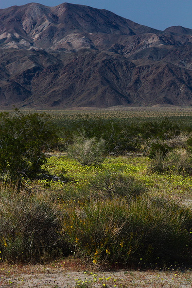 view-Malacothrix-glabrata-desert-dandelion-south-Joshua-Tree-2010-04-16-IMG_0270.jpg