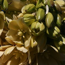 yucca-brevilfolia-joshua-tree-flowers-top-of-cottonwood-springs-rd-2008-03-28-img 6631