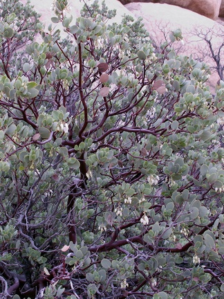 Arctostaphylos-glauca-big-berry-manzanita-Hidden-Valley-trail-Joshua-Tree-NP-2016-03-05-IMG 6588