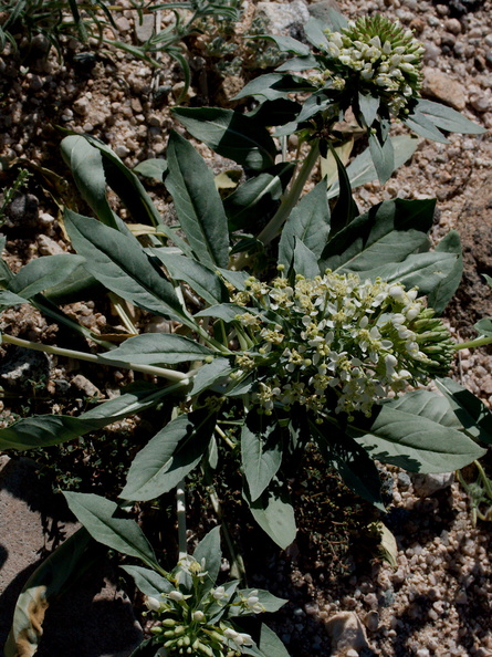 Camissonia-boothii-ssp-condensata-aka-Eremothera--Fried-Liver-Wash-Pinto-Basin-Rd-Joshua-Tree-NP-2017-03-16-IMG_4129.jpg