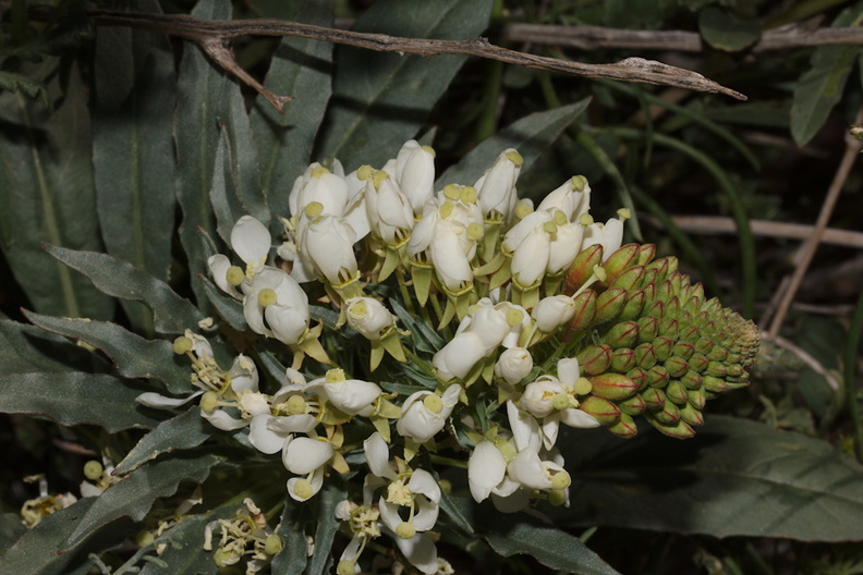 Camissonia-boothii-ssp-condensata-aka-Eremothera--Fried-Liver-Wash-Pinto-Basin-Rd-Joshua-Tree-NP-2017-03-16-IMG_4140.jpg