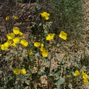 Camissonia-brevipes-golden-suncup-Cottonwood-Spring-Joshua-Tree-NP-2017-03-14-IMG 7403