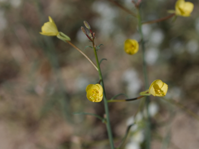 Camissonia-brevipes-yellow-cups--aka-Chylismia--Fried-Liver-Wash-Pinto-Basin-Rd-Joshua-Tree-NP-2017-03-16-IMG_4189.jpg