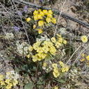 Camissonia-campestris-Mojave-suncup-Pinto-Mtn-area-2017-03-15-IMG 3979