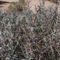 Coleogyne-ramosissima-blackbrush-Hidden-Valley-Joshua-Tree-NP-2017-03-25-IMG 7946