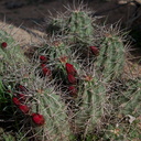 Echinocereus-mojavensis-kingcup-cactus-in-bud-Barker-Dam-trail-Joshua-Tree-NP-2018-03-15-IMG 3932