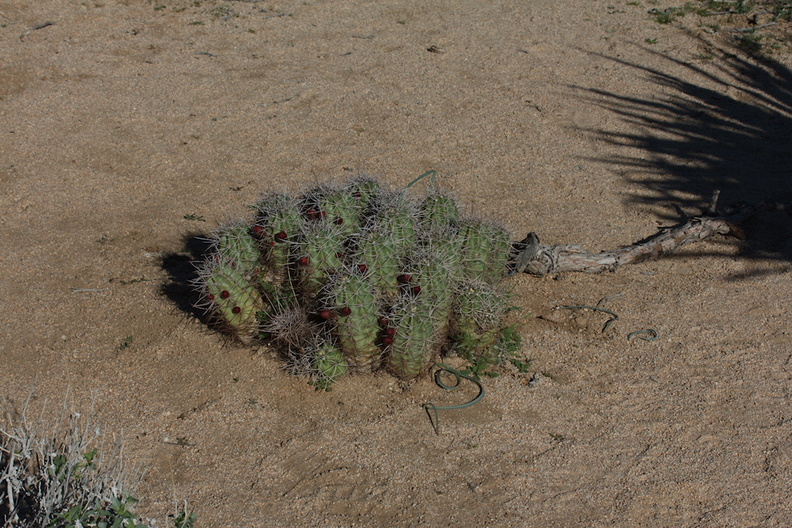 Echinocereus-mojavensis-kingcup-cactus-in-bud-Hidden-Valley-Joshua-Tree-NP-2017-03-16-IMG_4128.jpg