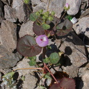 Eremalche-rotundifolia-desert-fivespot-Box-Canyon-Rd-S-of-Joshua-Tree-NP-2018-03-15-IMG 7567