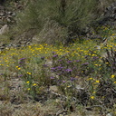 Eschscholzia-glyptosperma-Phacelia-crenulata-wildflowers-Box-Canyon-Rd-S-of-Joshua-Tree-NP-2018-03-15-IMG 7571