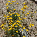 Eschscholzia-glyptosperma-desert-gold-poppy-Bajada-Nature-Trail-S-entrance-Joshua-Tree-NP-2017-03-14-IMG_3811.jpg