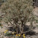 Eschscholzia-glyptosperma-desert-gold-poppy-Joshua-Tree-NP-2016-03-04-IMG 2860