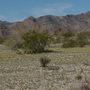 Eschscholzia-glyptosperma-desert-gold-poppy-fields-Joshua-Tree-NP-2016-03-04-IMG 2859