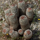 Escobaria-vivipara-foxtail-cactus-Pinto-Basin-Rd-N-of-pass-Joshua-Tree-NP-2018-03-15-IMG 3991