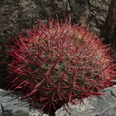 Ferocactus-cylindraceus-California-barrel-cactus-Cottonwood-Canyon-Joshua-Tree-NP-2018-03-15-IMG 3996