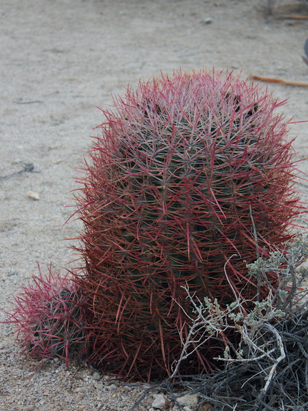 Ferocactus-cylindraceus-barrel-cactus-Joshua-Tree-NP-2017-01-02-IMG 3707
