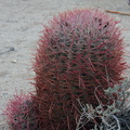 Ferocactus-cylindraceus-barrel-cactus-Joshua-Tree-NP-2017-01-02-IMG_3707.jpg