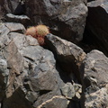 Ferocactus-cylindraceus-barrel-cactus-growing-between-rocks-Joshua-Tree-NP-2016-03-04-IMG_6518.jpg