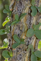 Fouquieria-splendens-ocotillo-closeup-of-new-leaves-emerging-Joshua-Tree-NP-2016-03-04-IMG 2896