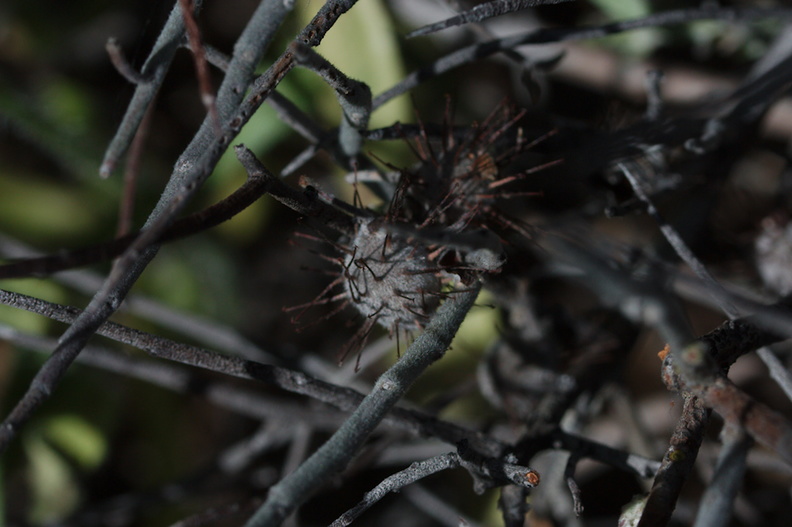 Krameria-bicolor-white-ratany-fruit-Box-Canyon-Rd-S-of-Joshua-Tree-NP-2018-03-15-IMG_4054.jpg