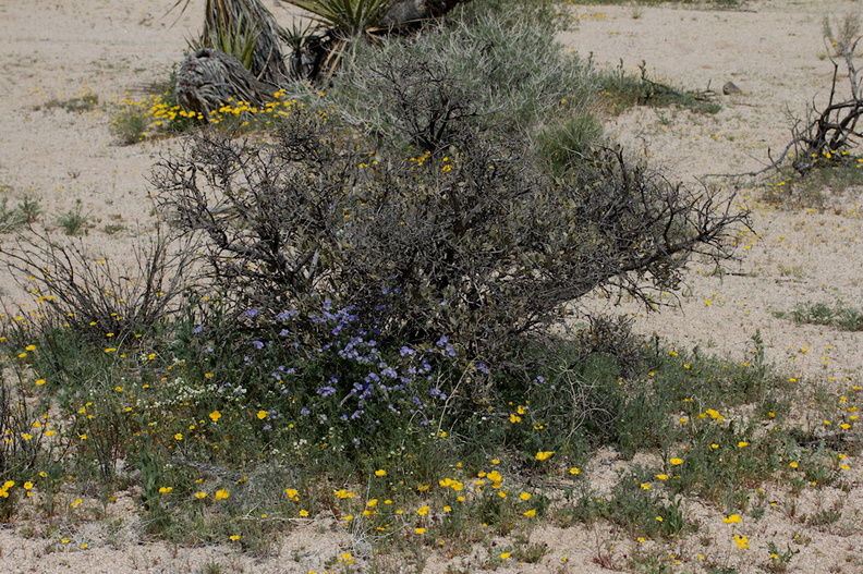 Leptosyne-californica-coreopsis-under-creosote-bush-Pinto-Basin-Rd-N-of-pass-Joshua-Tree-NP-2018-03-15-IMG_3957.jpg