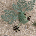 Lomatium-mojavensis-desert-parsley-Hidden-Valley-trail-Joshua-Tree-NP-2016-03-05-IMG_6581.jpg