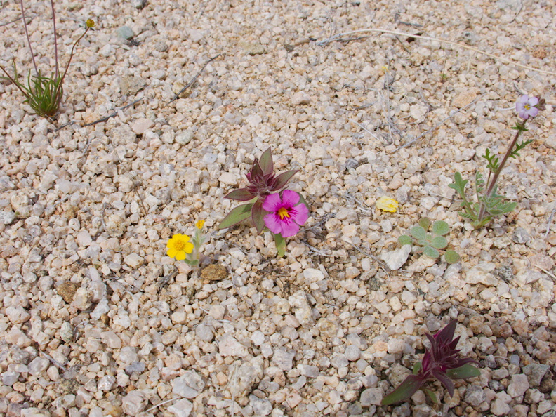 Mimulus-bigelovii-and-sandy-wash-community-wildflowers-woolly-daisies-Joshua-Tree-NP-2017-03-25-IMG 7976