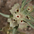 Mohavea-confertiflora-ghostflower-Box-Canyon-S-of-Joshua-Tree-NP-2017-03-15-IMG 4007