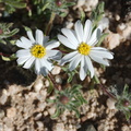 Monoptilon-bellioides-desert-star-Pinto-Basin-Rd-S-of-pass-Joshua-Tree-NP-2018-03-15-IMG_4100.jpg