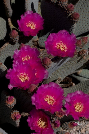 Opuntia-basilaris-beavertail-cactus-Bajada-Nature-Trail-S-entrance-Joshua-Tree-NP-2017-03-14-IMG 3823