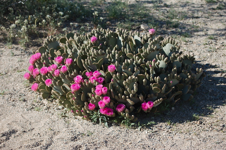 Opuntia-basilaris-beavertail-cactus-Pinto-Basin-Rd-S-of-pass-Joshua-Tree-NP-2018-03-15-IMG_4078.jpg