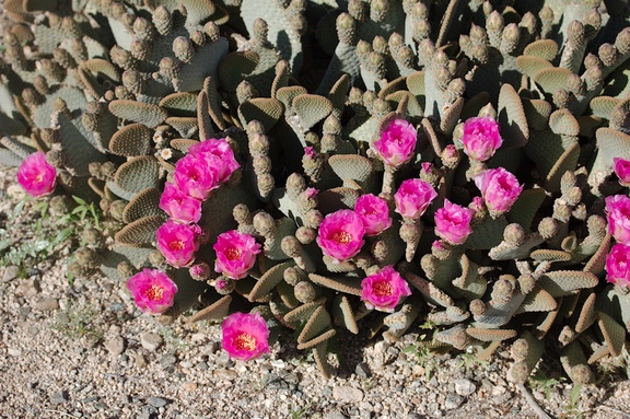 Opuntia-basilaris-beavertail-cactus-Pinto-Basin-Rd-S-of-pass-Joshua-Tree-NP-2018-03-15-IMG 4087