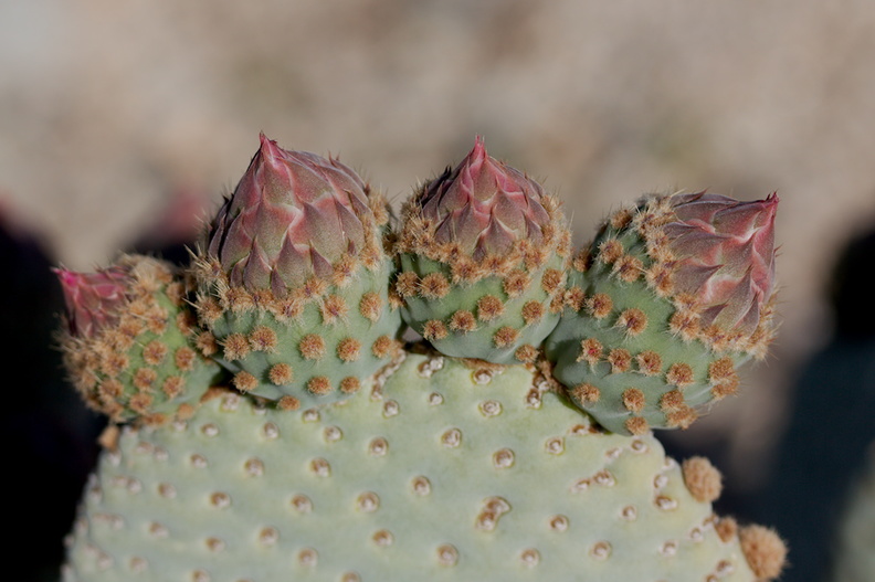 Opuntia-basilaris-beavertail-cactus-Pinto-Basin-Rd-S-of-pass-Joshua-Tree-NP-2018-03-15-IMG_4097.jpg