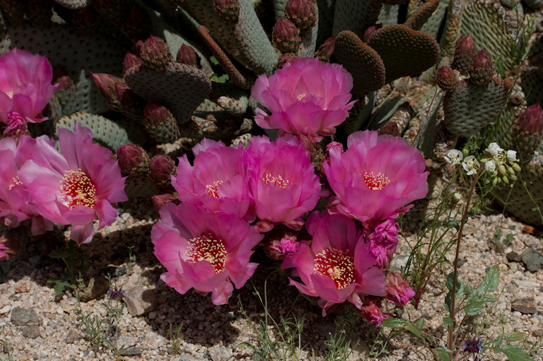Opuntia-basilaris-beavertail-cactus-Pinto-Mtn-area-2017-03-15-IMG_3970.jpg