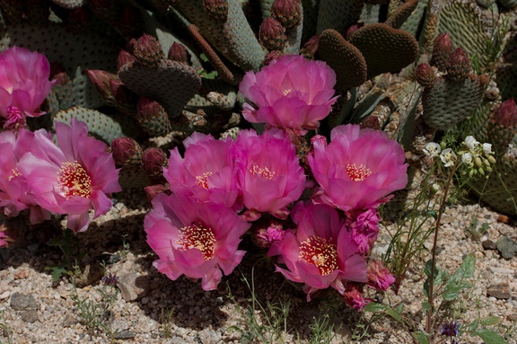 Opuntia-basilaris-beavertail-cactus-Pinto-Mtn-area-2017-03-15-IMG 3970