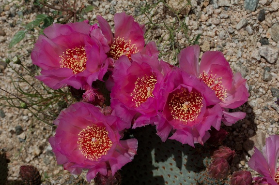 Opuntia-basilaris-beavertail-cactus-Pinto-Mtn-area-2017-03-15-IMG 3972