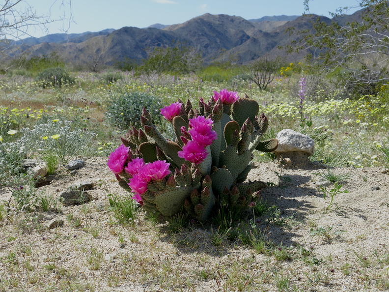 Opuntia-basilaris-beavertail-cactus-S-park-entrance-Cottonwood-Canyon-Joshua-Tree-NP-2018-03-15-IMG_7581.jpg