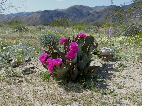 Opuntia-basilaris-beavertail-cactus-S-park-entrance-Cottonwood-Canyon-Joshua-Tree-NP-2018-03-15-IMG 7581