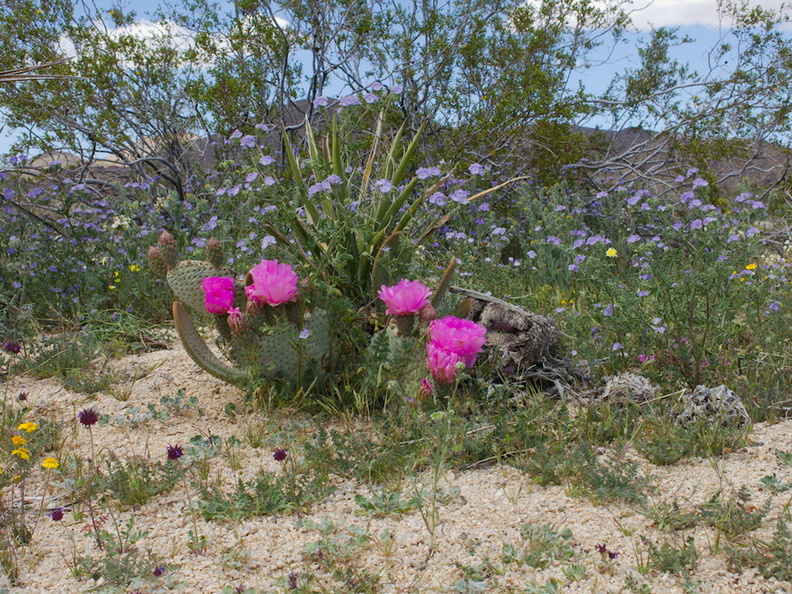 Opuntia-basilaris-beavertail-cactus-and-lavender-phacelia-Hidden-Valley-Joshua-Tree-NP-2017-03-25-IMG 7958
