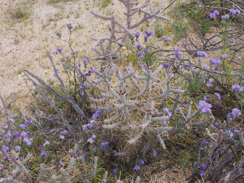Phacelia-affinis-purple-flowered-and-Opuntia-ramosissima-pencil-cholla-Joshua-Tree-NP-2017-03-25-IMG_8006.jpg