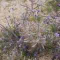 Phacelia-affinis-purple-flowered-and-Opuntia-ramosissima-pencil-cholla-Joshua-Tree-NP-2017-03-25-IMG 8006