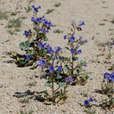 Phacelia-campanularia-desert-bluebells-Joshua-Tree-NP-2016-03-04-IMG 2862