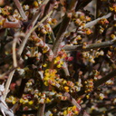 Phoradendron-californicum-desert-mistletoe-Joshua-Tree-NP-2016-03-04-IMG 6529