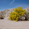 Prosopis-glandulosa-honey-mesquite-blooming-Box-Canyon-Rd-near-Joshua-Tree-NP-2016-03-04-IMG_2846.jpg