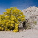 Prosopis-glandulosa-honey-mesquite-blooming-Box-Canyon-Rd-near-Joshua-Tree-NP-2016-03-04-IMG 2848