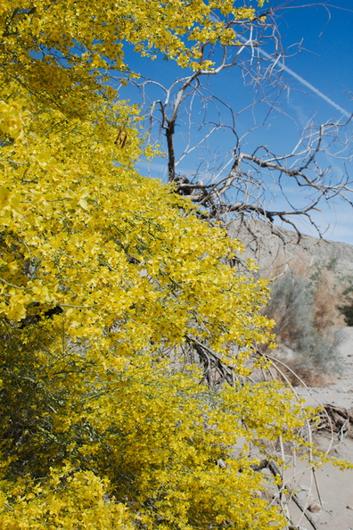 Prosopis-glandulosa-honey-mesquite-blooming-Box-Canyon-Rd-near-Joshua-Tree-NP-2016-03-04-IMG_2850.jpg
